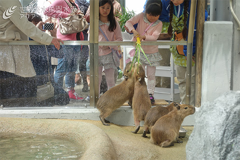 カピバラテラスがオープンしました！｜おもしろ飼育コラム一覧｜アクア