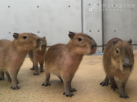 カピバラテラスがオープンしました！｜おもしろ飼育コラム一覧｜アクア