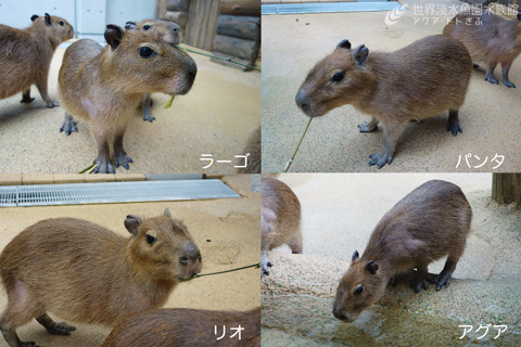 カピバラテラスがオープンしました！｜おもしろ飼育コラム一覧｜アクア