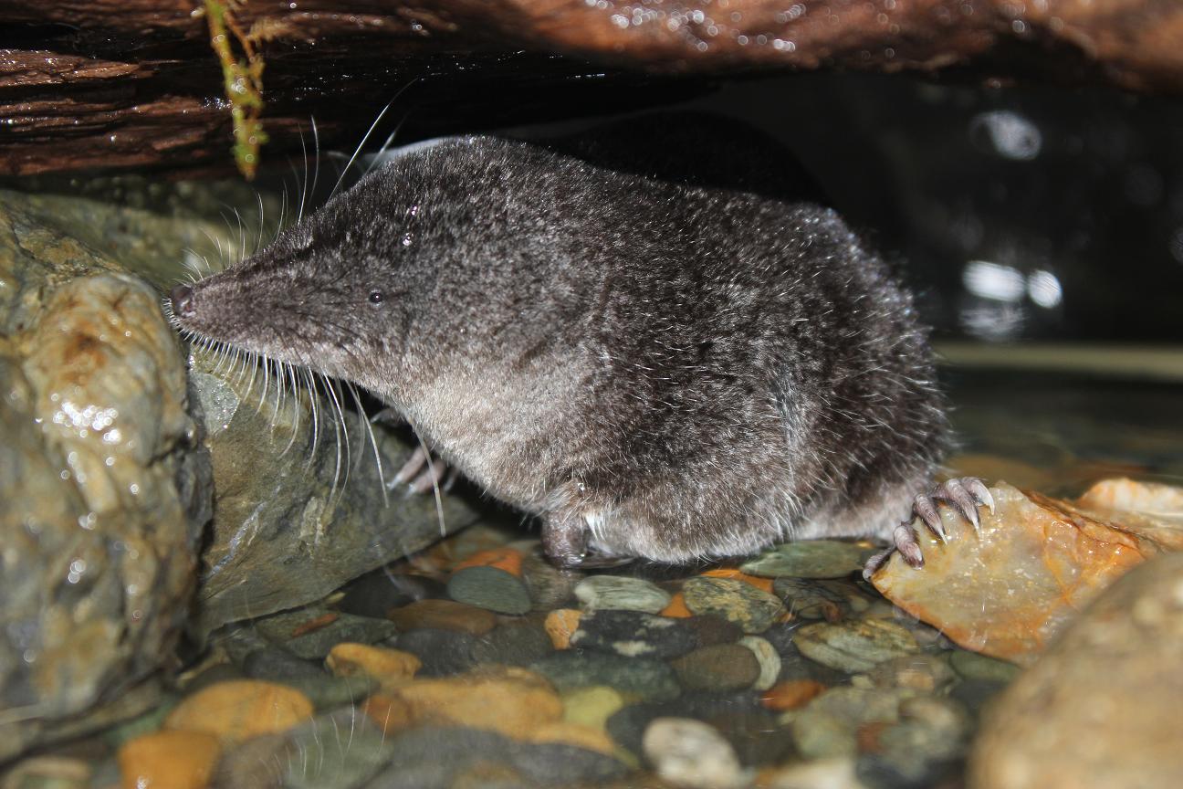 カワネズミ&ハリガネムシはじめました。｜おもしろ飼育コラム