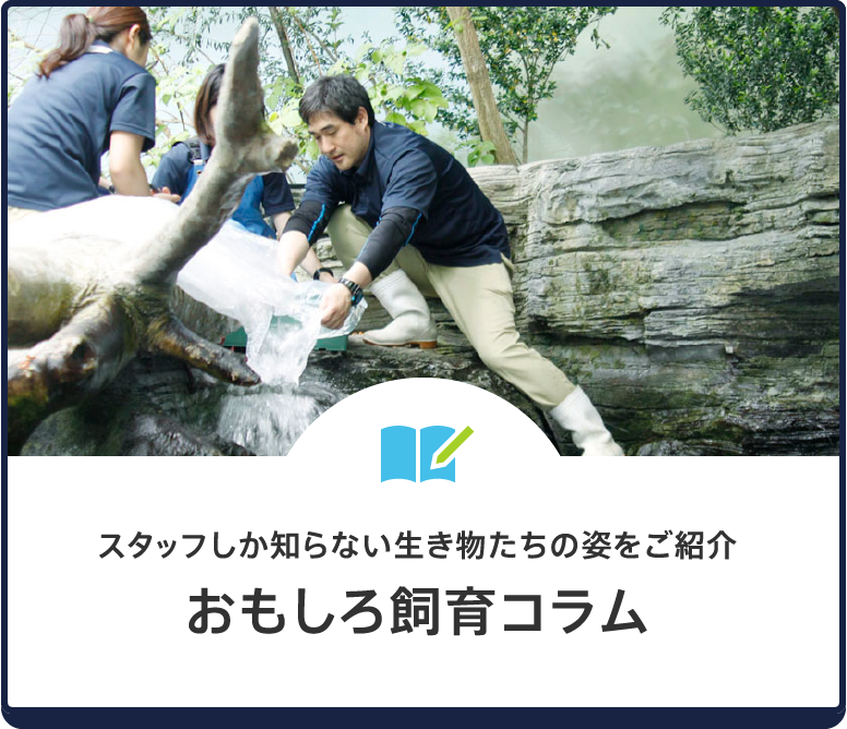 おもしろ飼育コラム