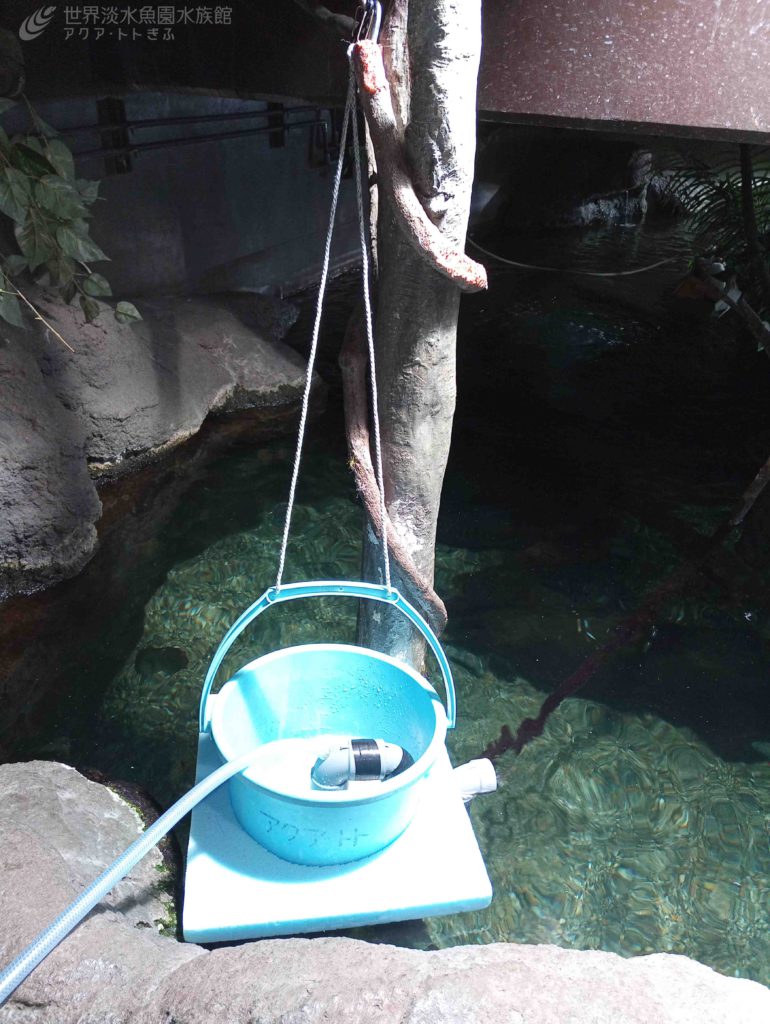 水族館の困りごと 油膜 おもしろ飼育コラム一覧 アクア トト