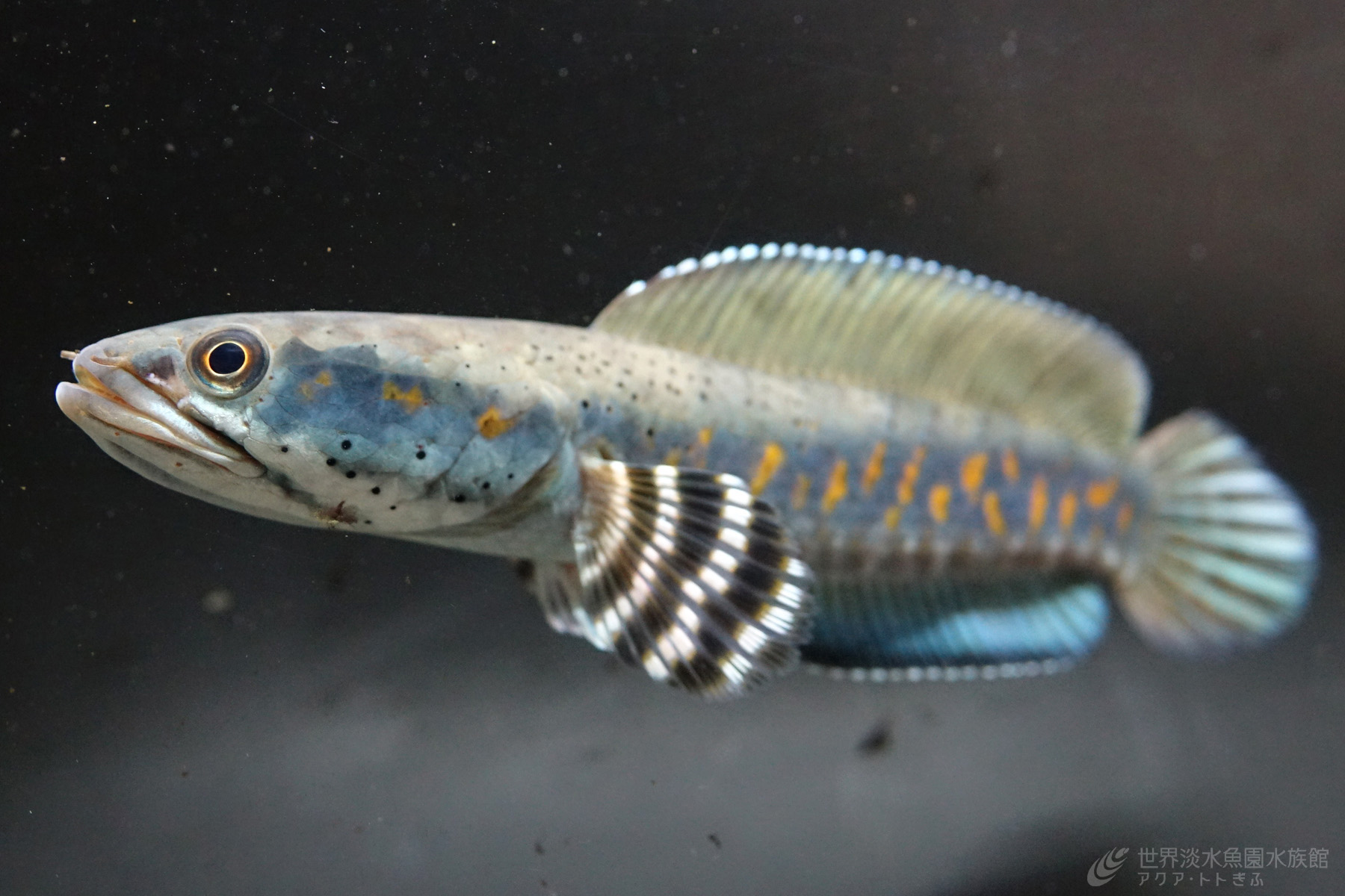 企画展 極彩蛇頭魚 スネークヘッド 世界淡水魚園水族館 アクア トト ぎふ 岐阜県各務原市の水族館