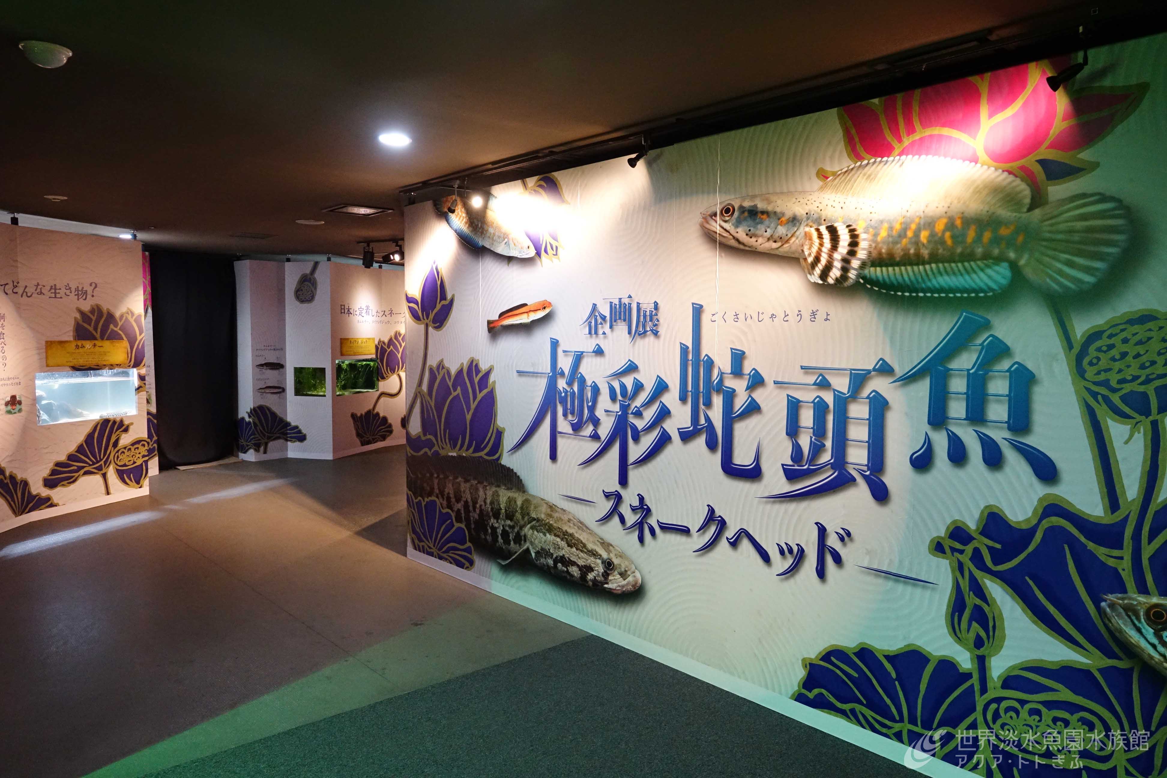 企画展 極彩蛇頭魚 スネークヘッド 世界淡水魚園水族館 アクア トト ぎふ 岐阜県各務原市の水族館