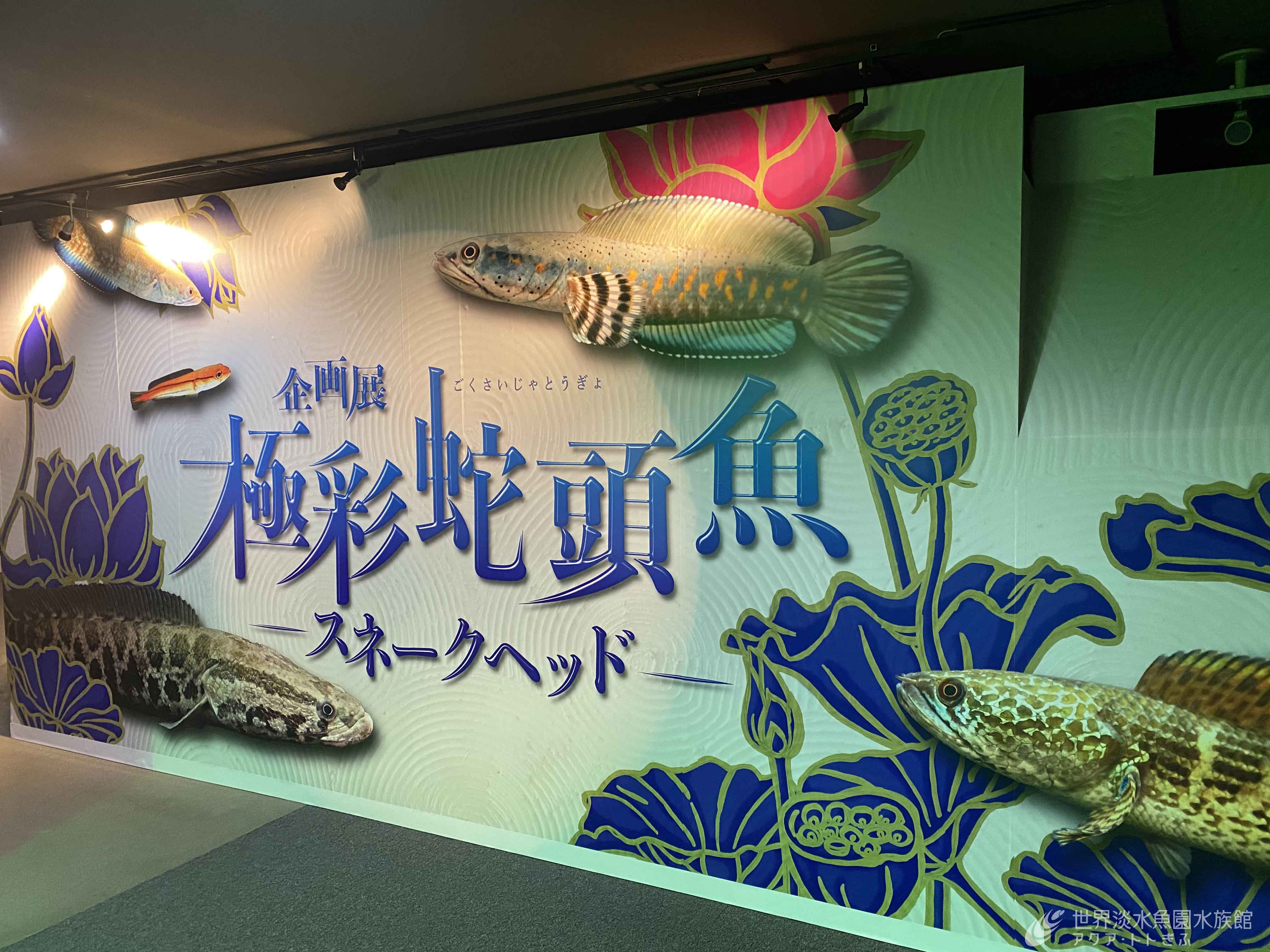 企画展 極彩蛇頭魚 スネークヘッド 始まりました おもしろ飼育コラム一覧 アクア トト