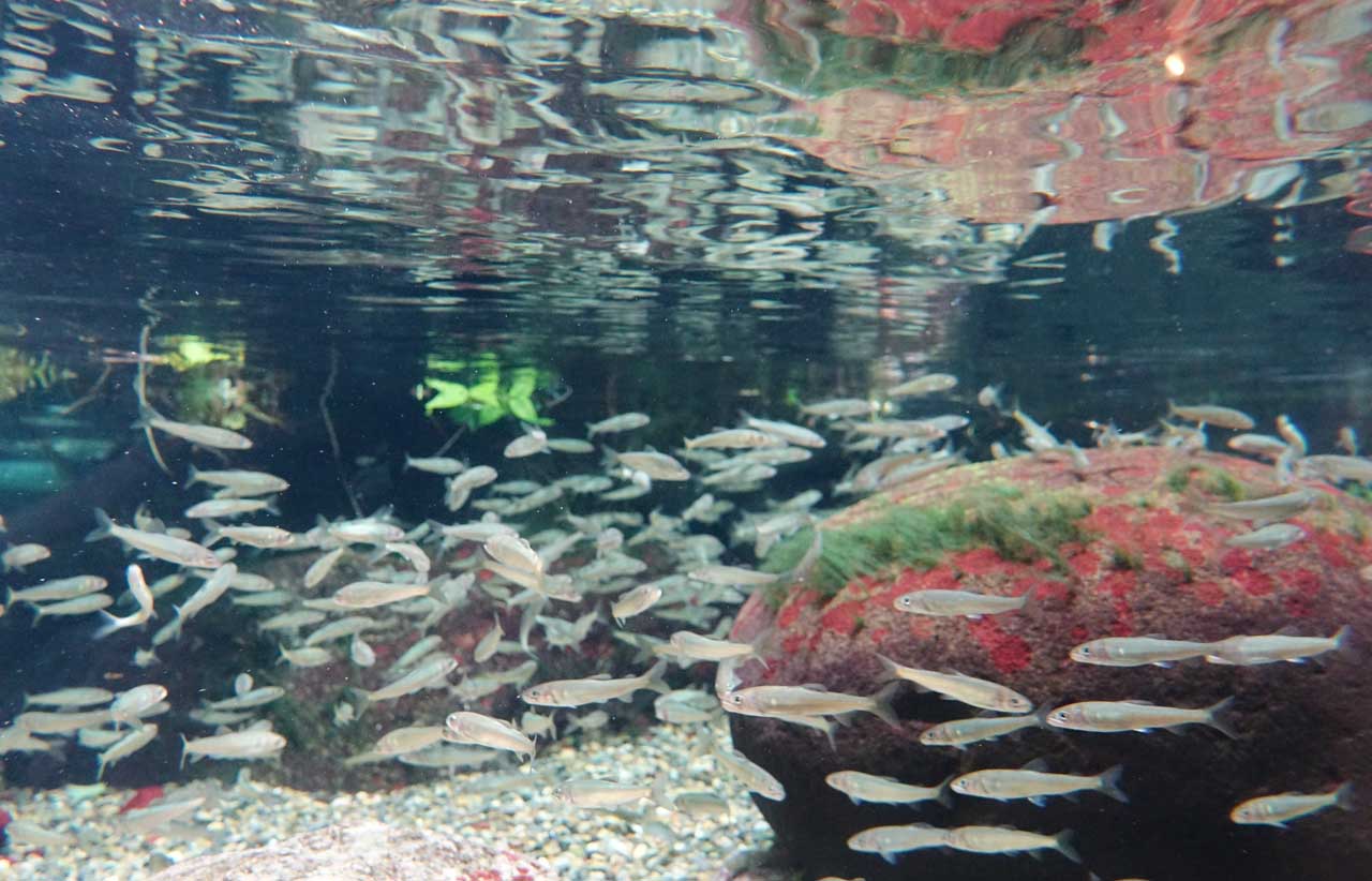 世界淡水魚園水族館 アクア トト ぎふ 岐阜県各務原市の水族館