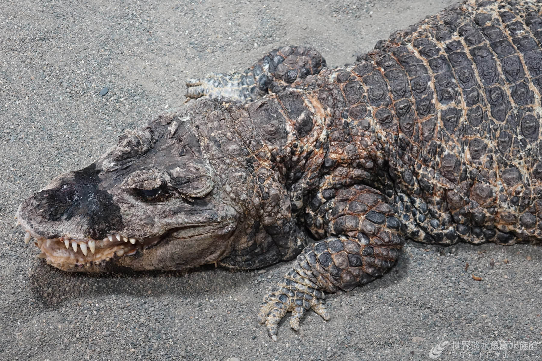 ニシアフリカコガタワニが仲間入りしました 世界淡水魚園アクア トトぎふ 岐阜県各務原市の水族館