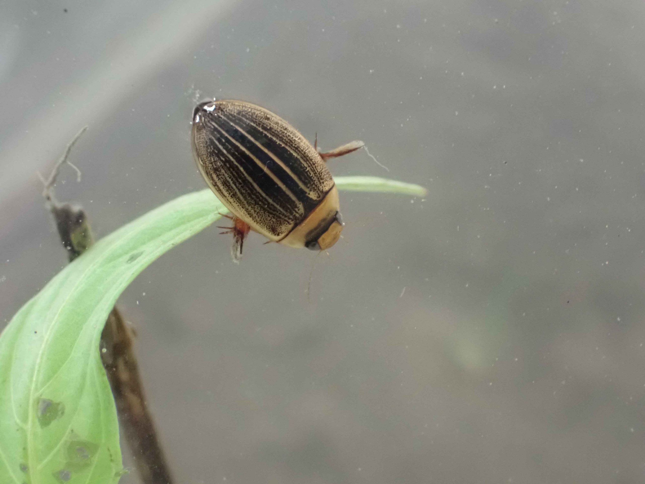 ゲンゴロウの仲間たち！｜おもしろ飼育コラム一覧｜アクア・トト