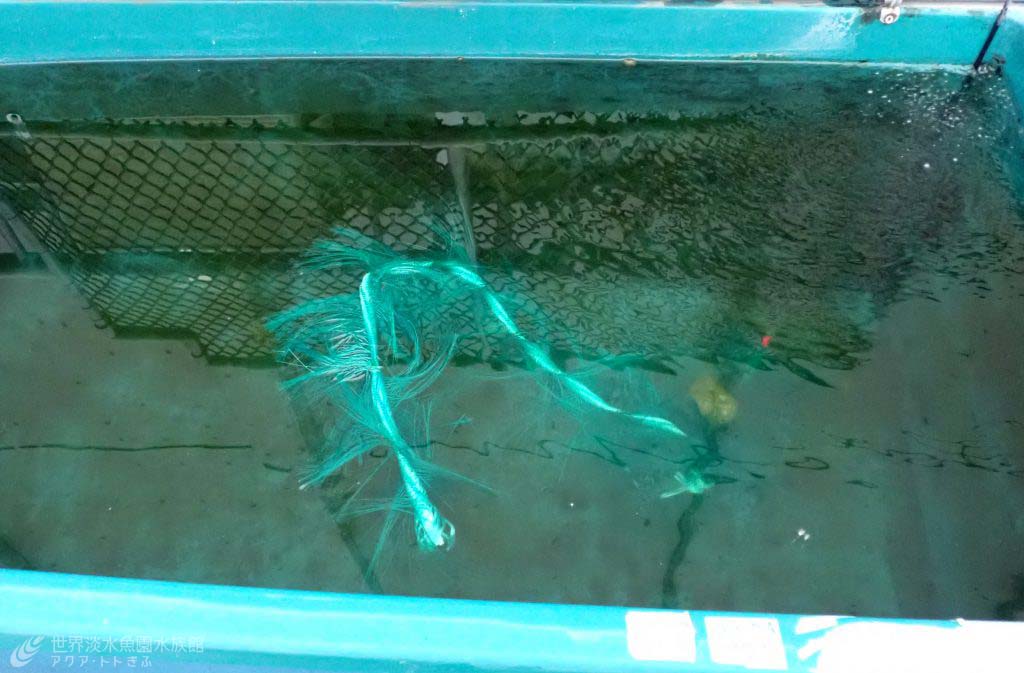 小さくてもイトモロコ おもしろ飼育コラム一覧 アクア トト