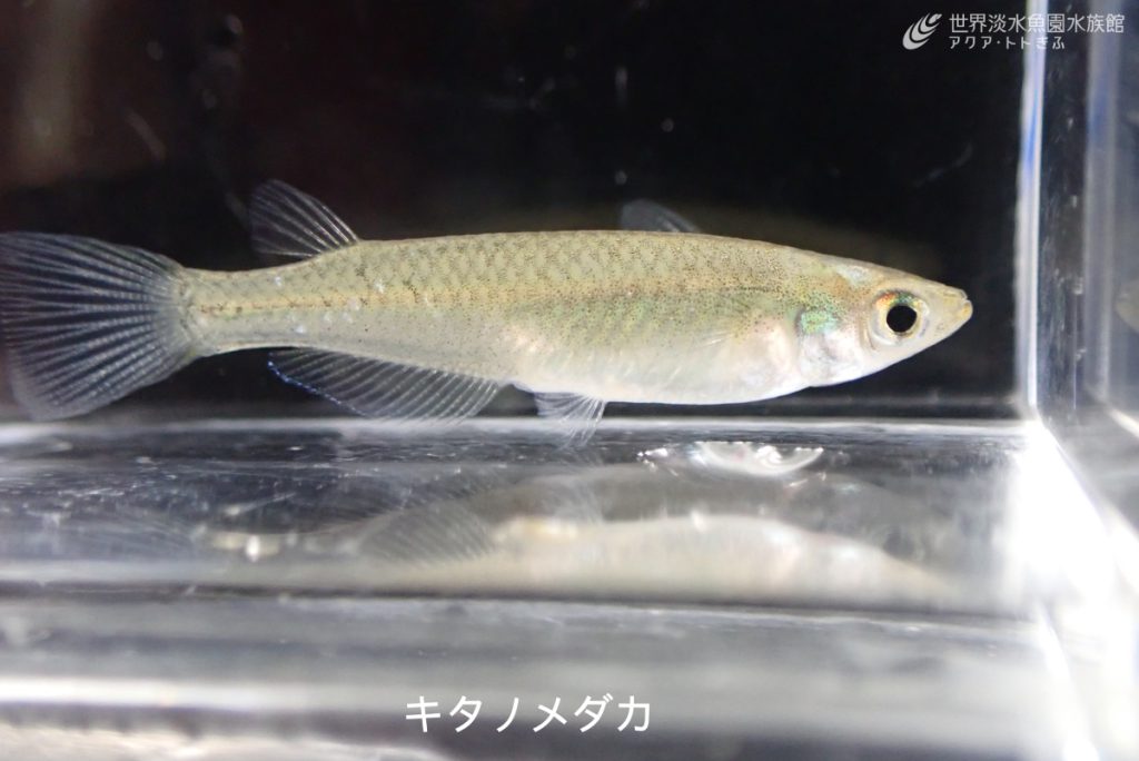 キタノメダカ ミナミメダカの展示 世界淡水魚園アクア トトぎふ 岐阜県各務原市の水族館