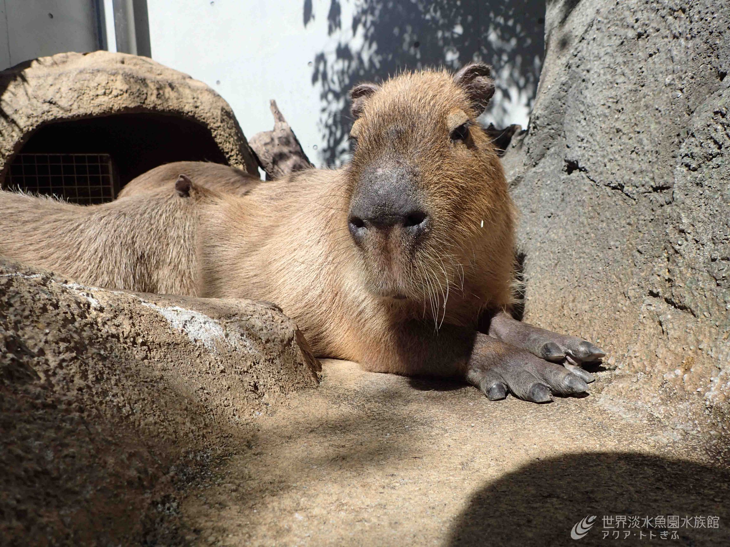 泳ぐカピバラ おもしろ飼育コラム一覧 アクア トト