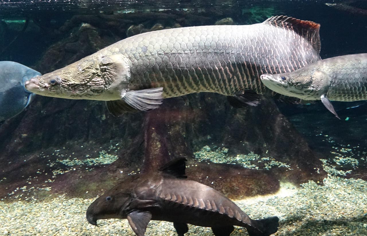 世界淡水魚園水族館 アクア・トト ぎふ - 岐阜県各務原市の水族館