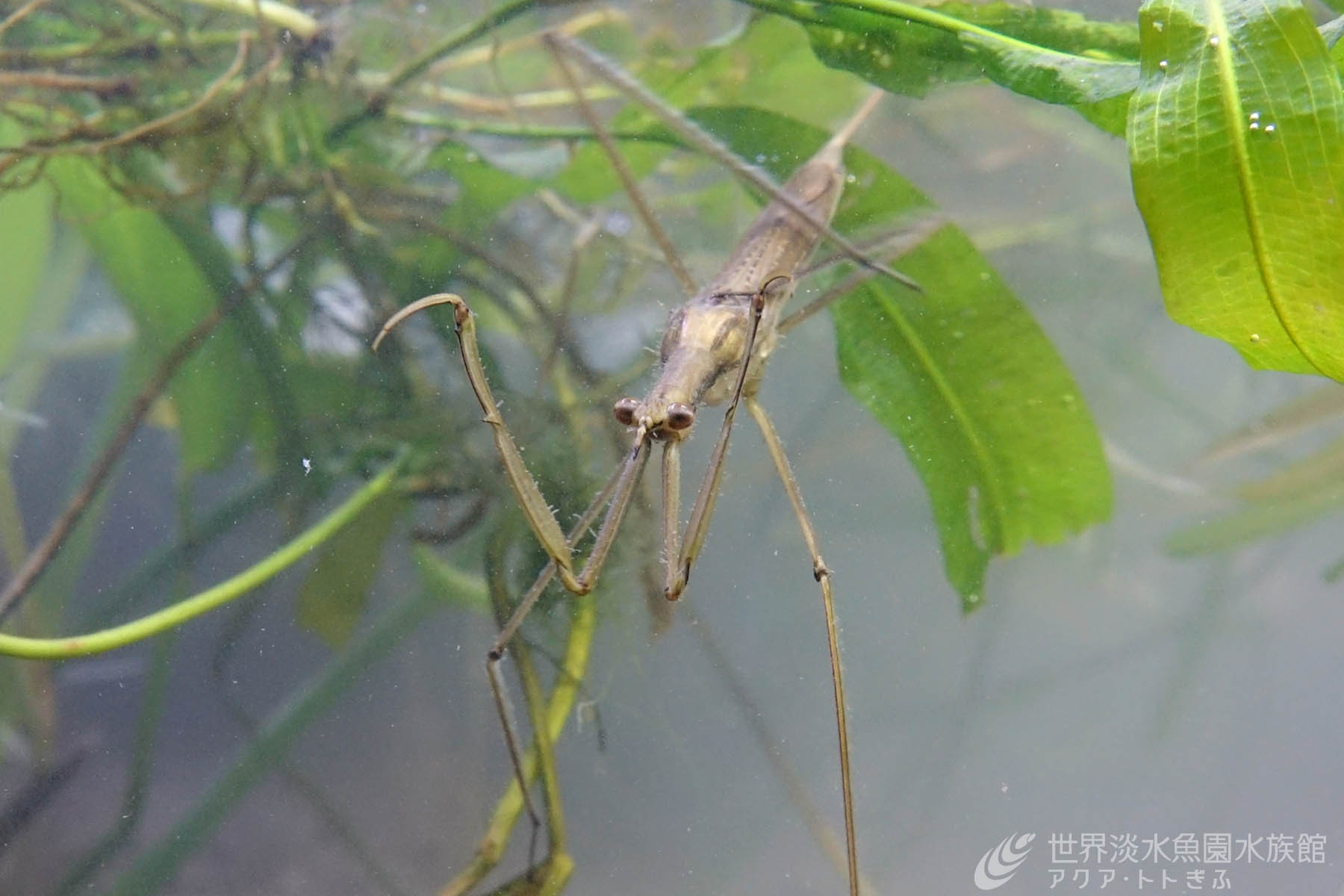 ミズカマキリを展示しました 世界淡水魚園水族館 アクア トト ぎふ 岐阜県各務原市の水族館