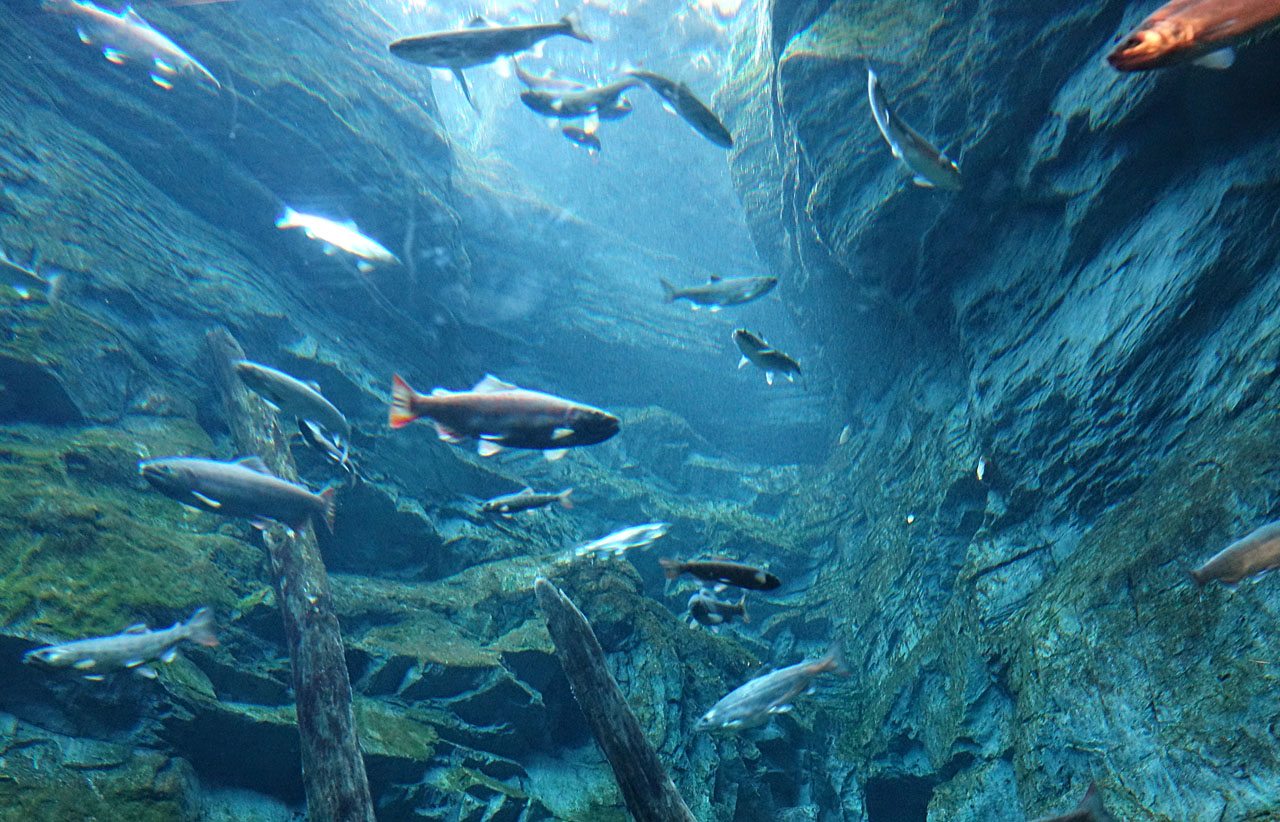 世界淡水魚園水族館 アクア・トト ぎふ - 岐阜県各務原市の水族館