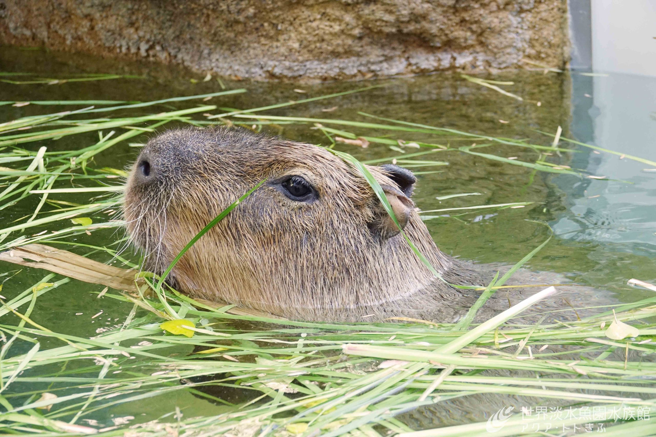 カピバラのしょうぶ風呂！｜おもしろ飼育コラム一覧｜アクア・トト