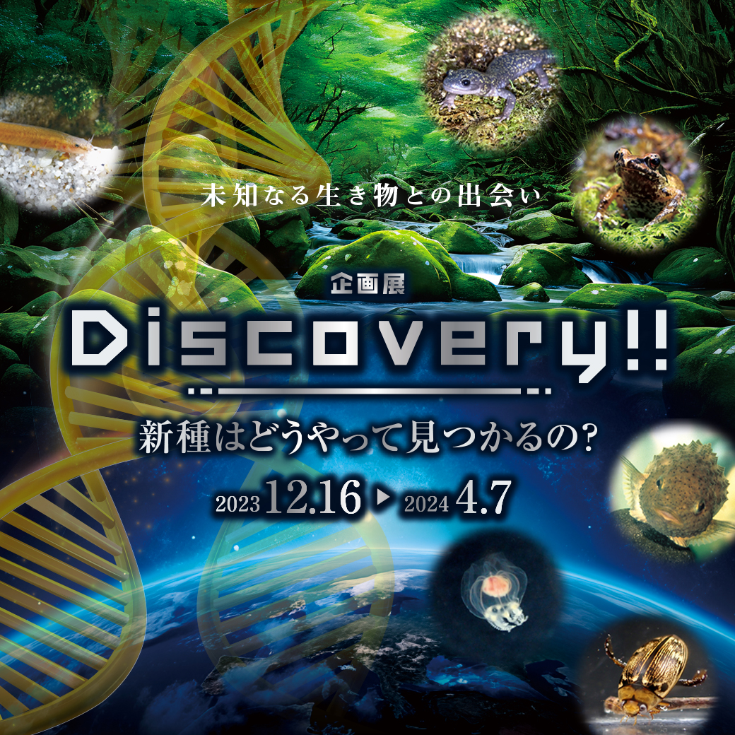 【企画展】Discovery！！ 　新種はどうやって見つかるの？