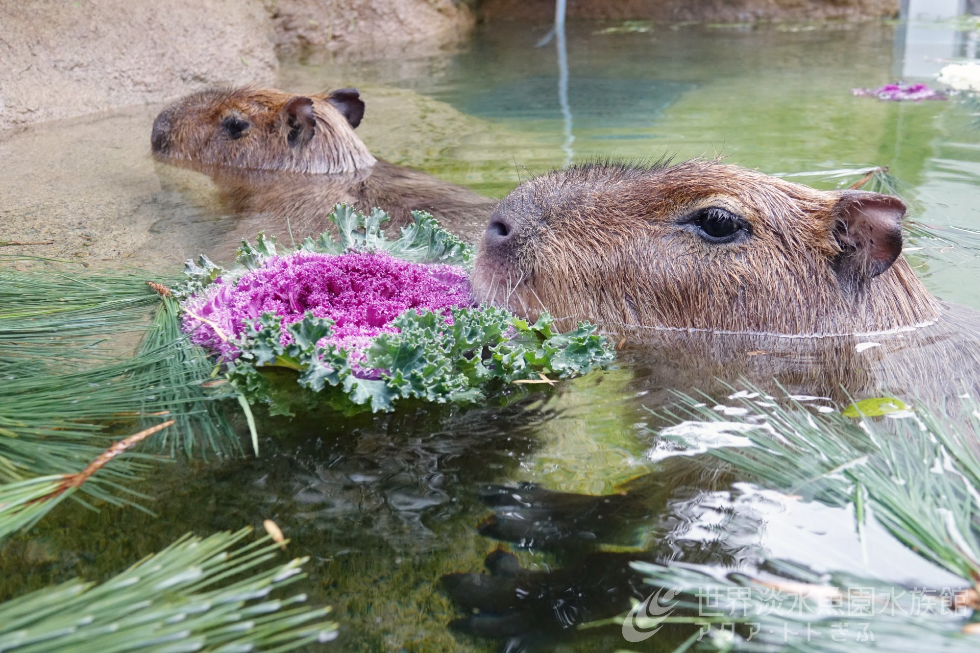 新春 カピバラの風呂はじめ