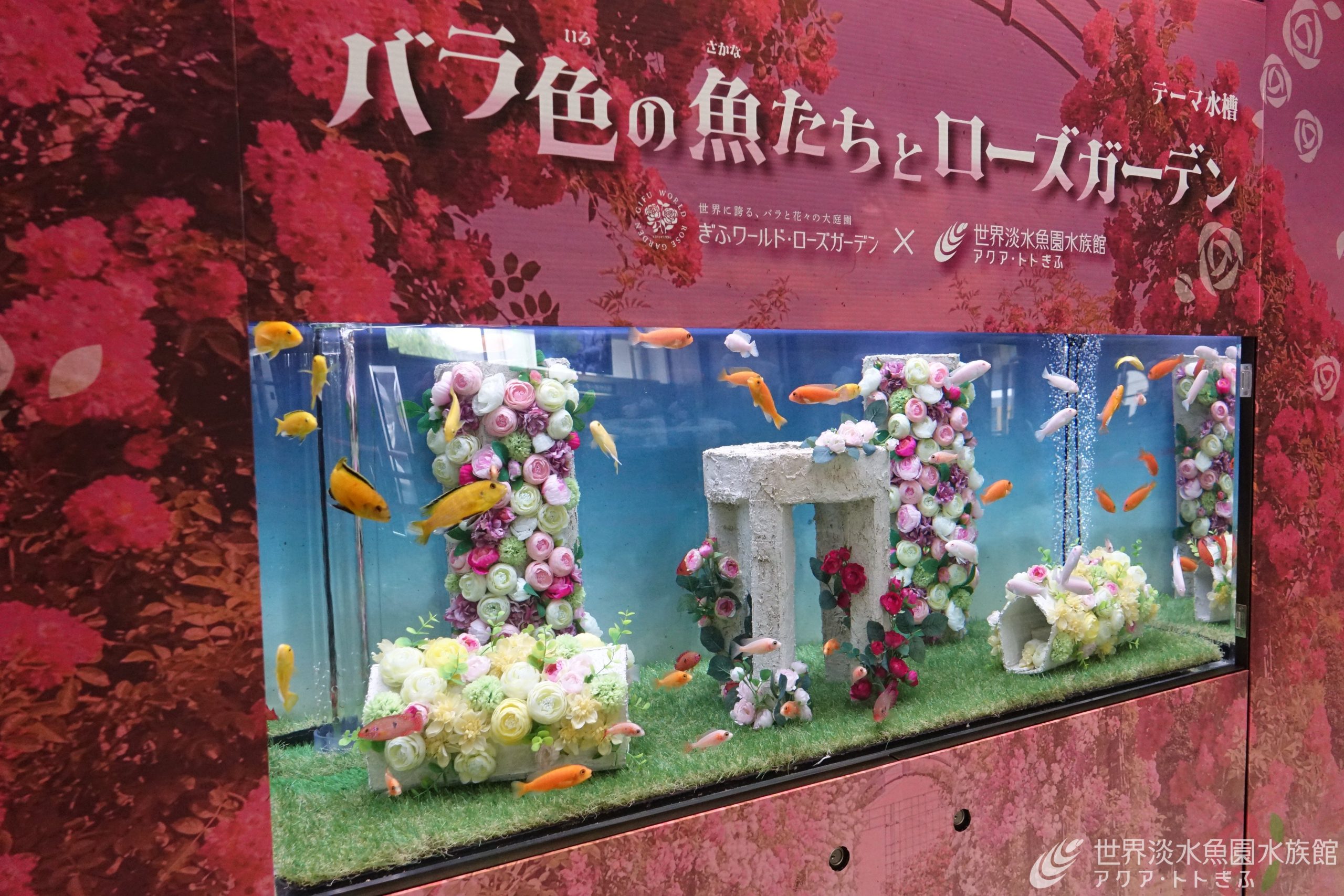 テーマ水槽『バラ色の魚たちとローズガーデン』
