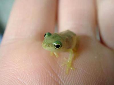 オタマジャクシからカエルへ｜おもしろ飼育コラム一覧｜アクア・トト