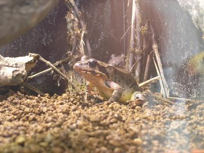 威風堂々 おもしろ飼育コラム一覧 アクア トト