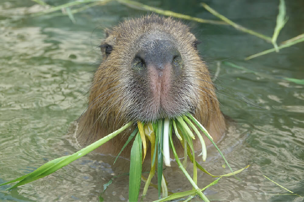 カピバラ