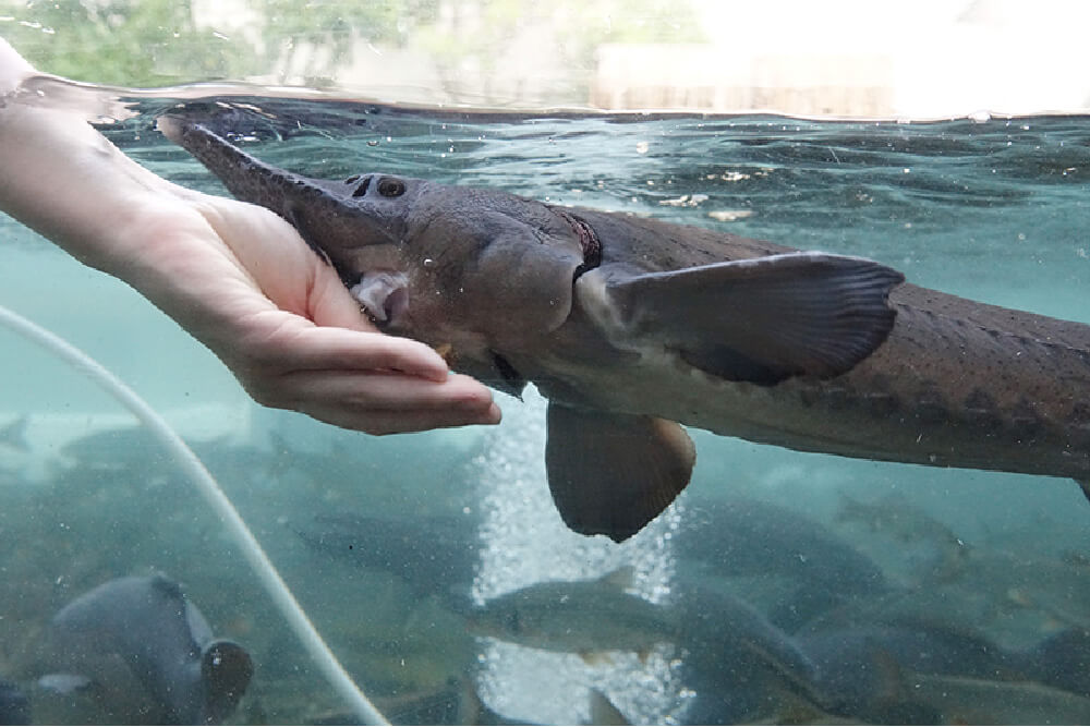 大きな魚たちが泳ぐプール。
