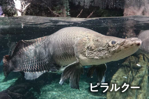 ピラルクー