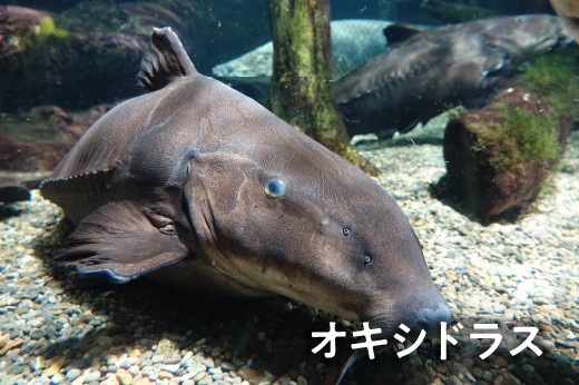 オキシドラス
