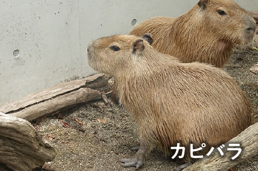 カピバラ