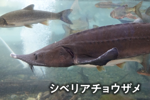 シベリアチョウザメ