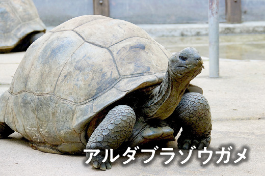 アルダブラゾウガメ