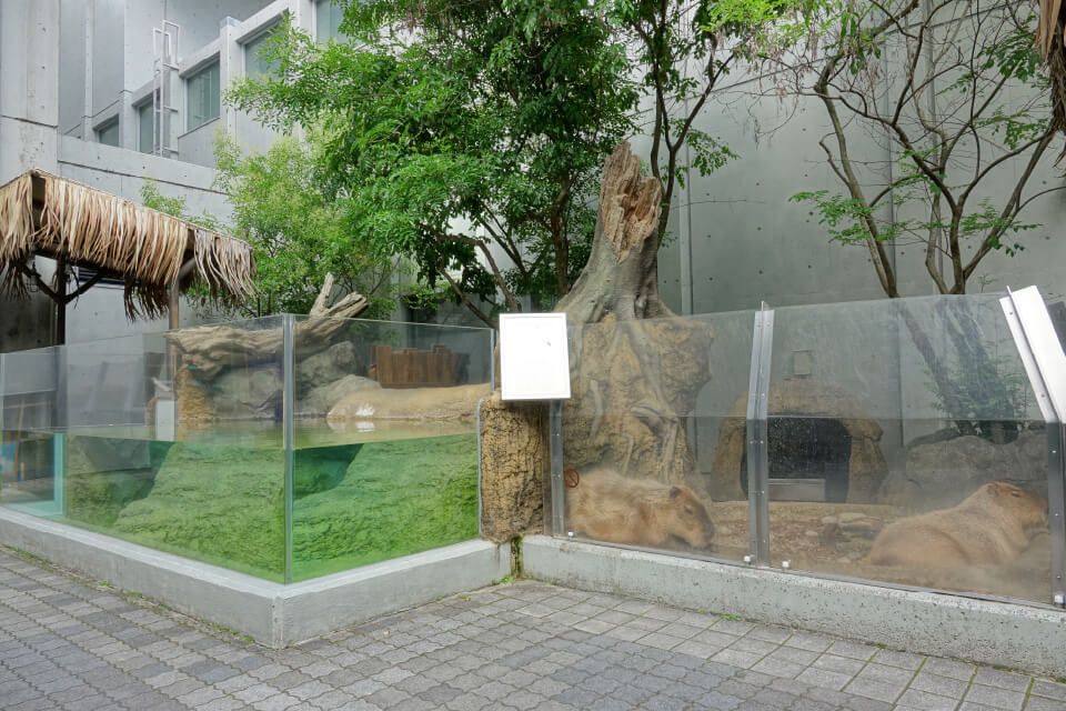 草原の支配者、カピバラの水槽