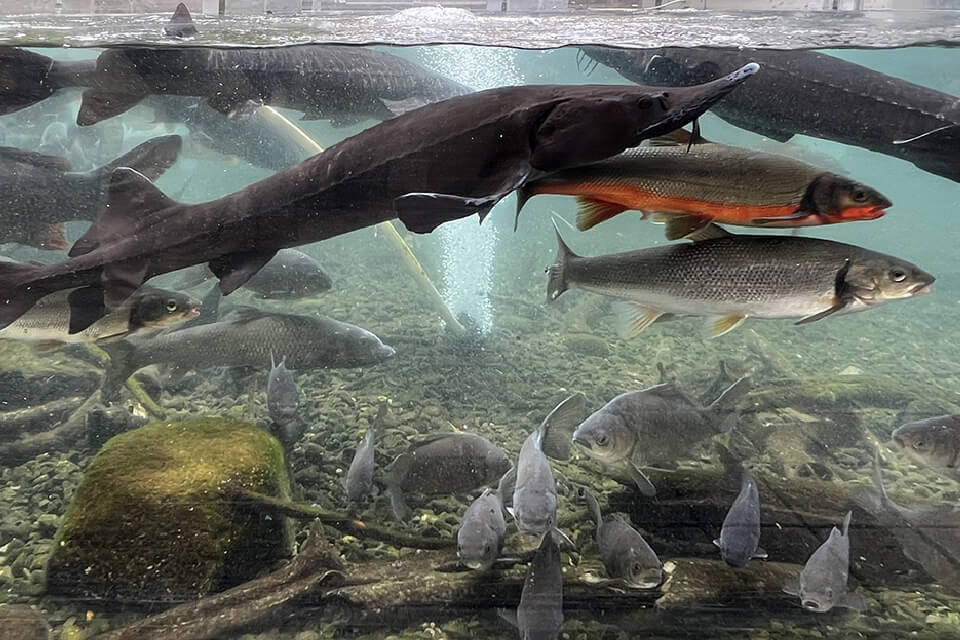 世界各地の大きな魚たちがみえる水槽
