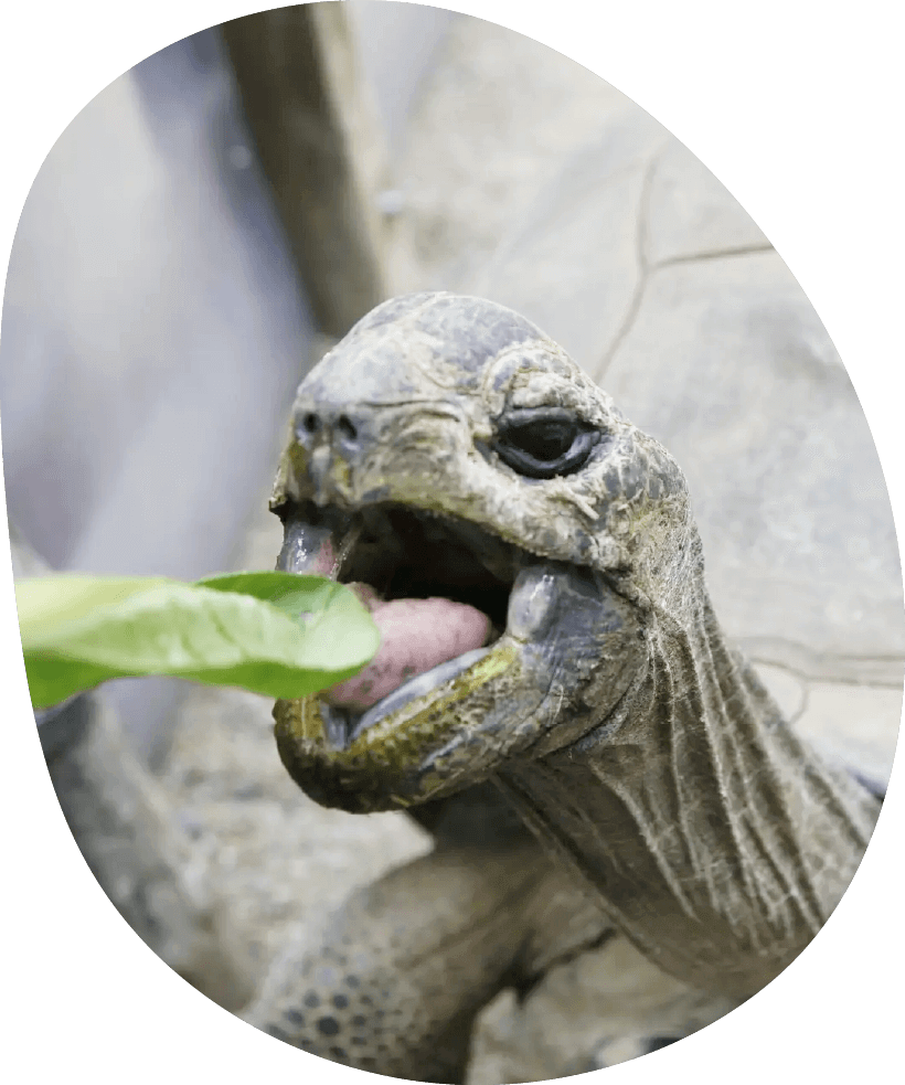 ゾウガメひろば