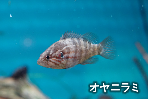 オヤニラミ