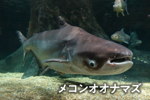 メコンオオナマズ