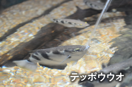 テッポウウオ