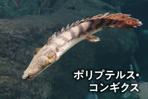 ポリプテルス・コンギクス