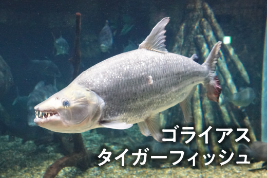 ゴライアスタイガーフィッシュ