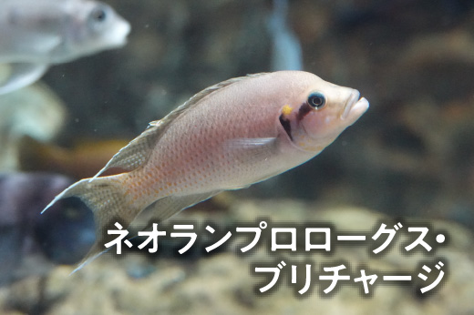 ネオランプロローグス・ブリチャージ
