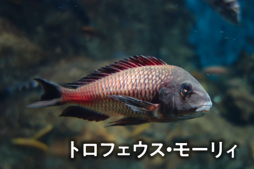 トロフェウス・モーリィ