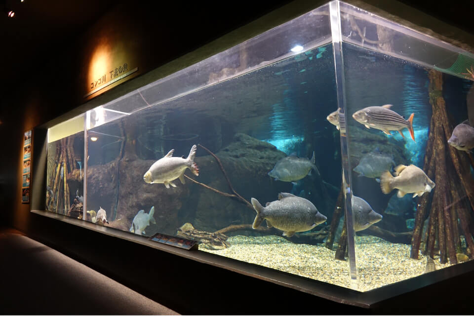 古代魚をみえる水槽