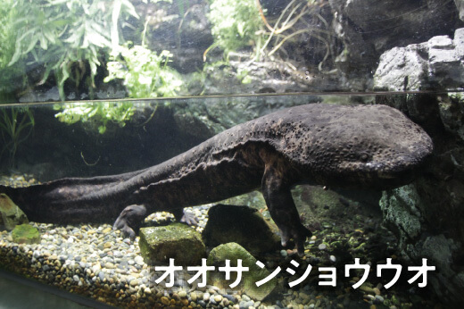 オオサンショウウオ