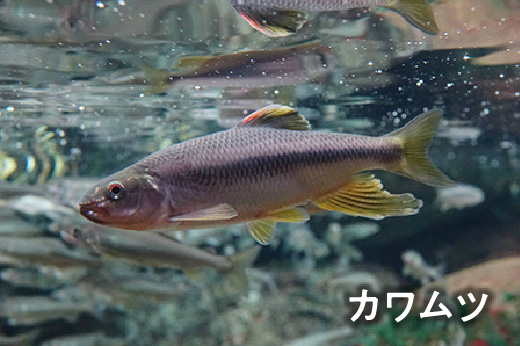 カワムツ