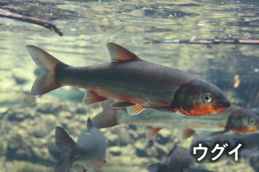 ウグイ