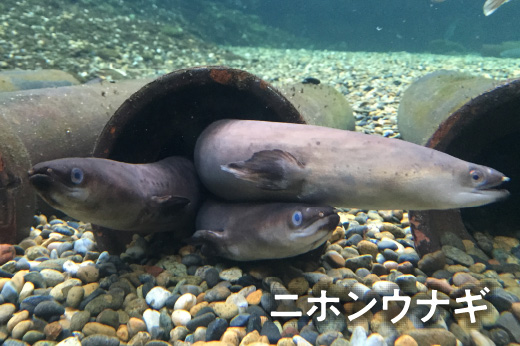 ニホンウナギ