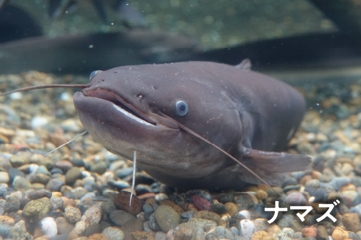 ナマズ