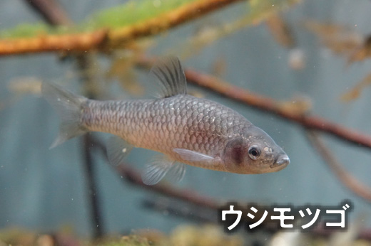 ウシモツゴ