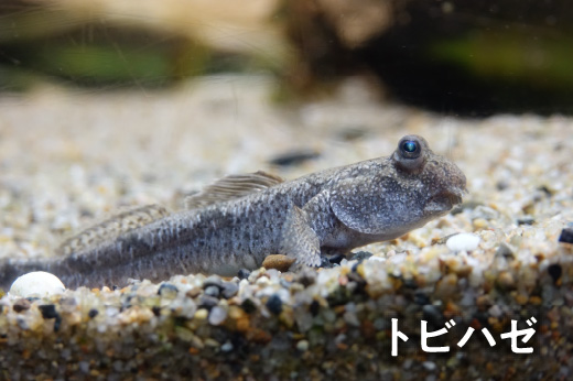 トビハゼ