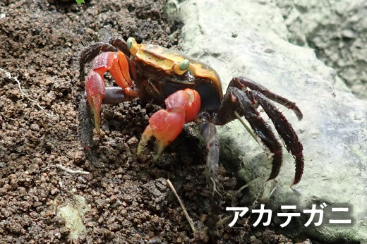 アカテガニ